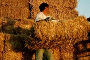 Στοιχεία που αφορούν στα πεπραγμένα του Υπουργείου Οικονομικών σχετικά με τη φορολόγηση των αγροτών στο 5μηνο διακυβέρνησης ΣΥΡΙΖΑ-ΑΝΕΛ